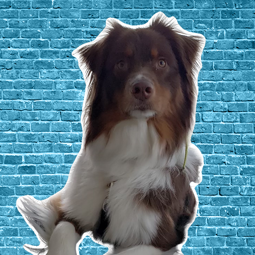 Chief Happiness Officer Arlo