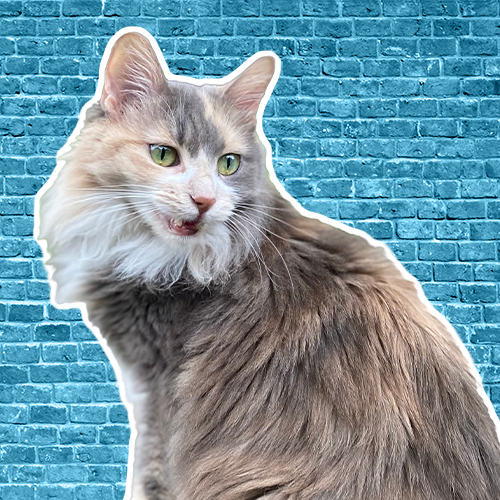 Kassi's Baby Momo