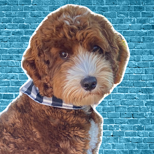 Barketing Director Tucker