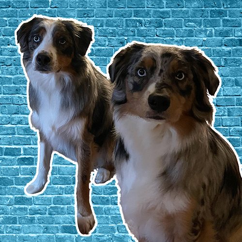 Rachel's Babies Ridley & Frankie
