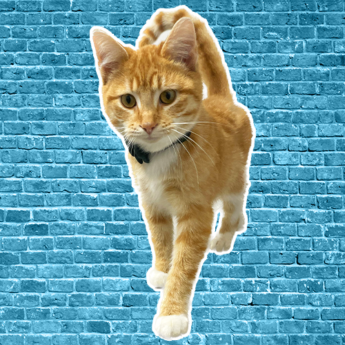 ALL-Pets-2