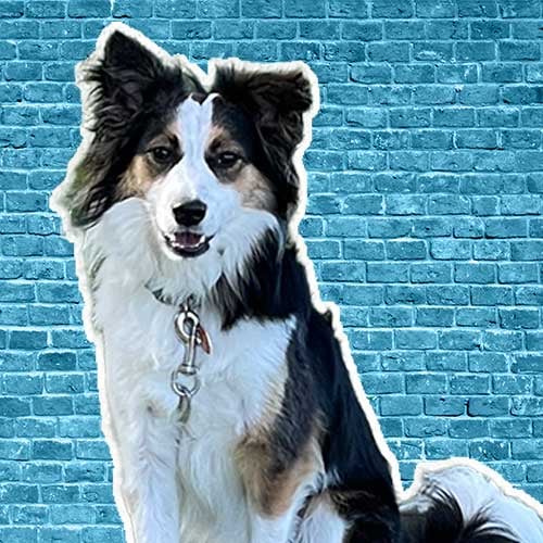 Shep