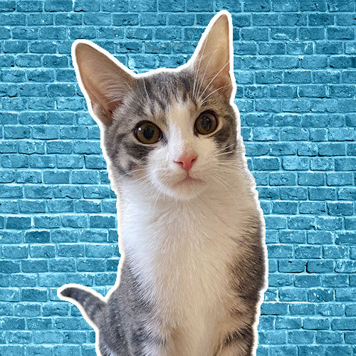 Allister-ALL-Pets