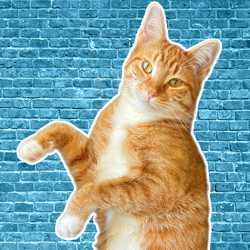 Kyo-ALL-Pets-1