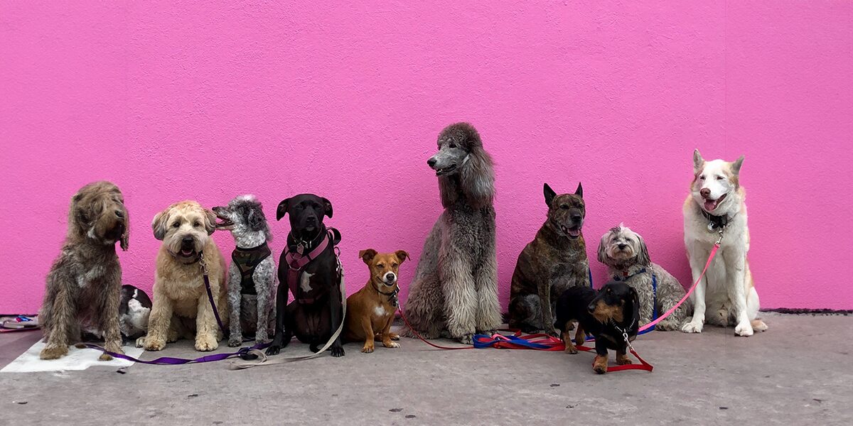 Why Brand Loyalty Matters for Pet Products