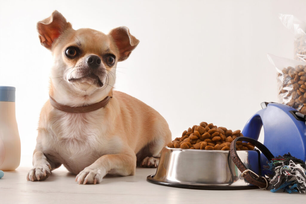 Food and accessories for dog and chihuahua on table detail