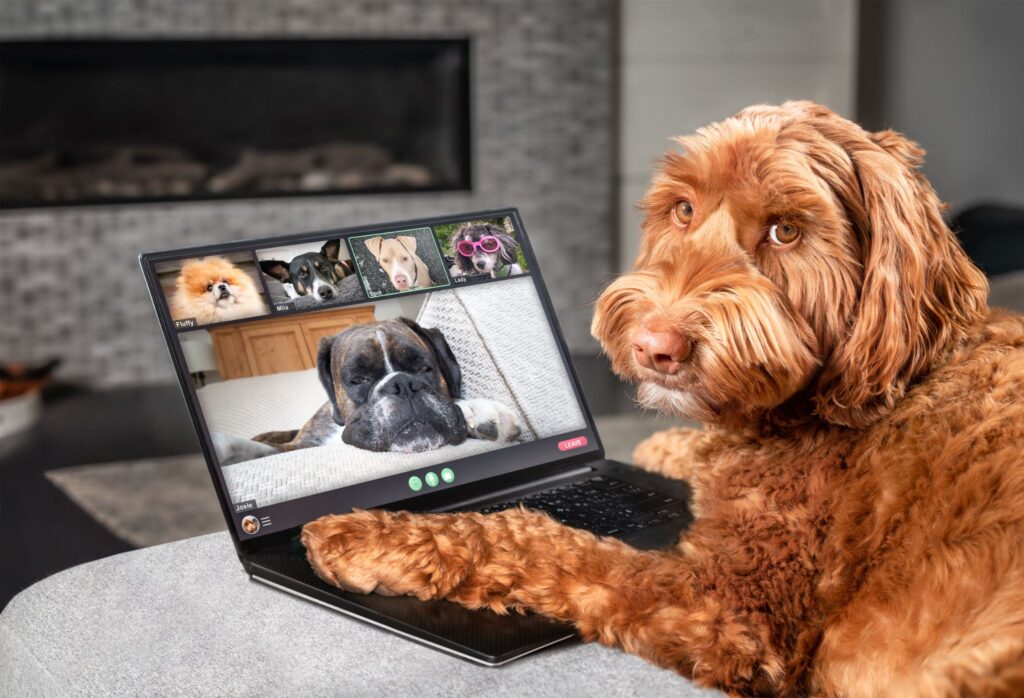 A dog on computer