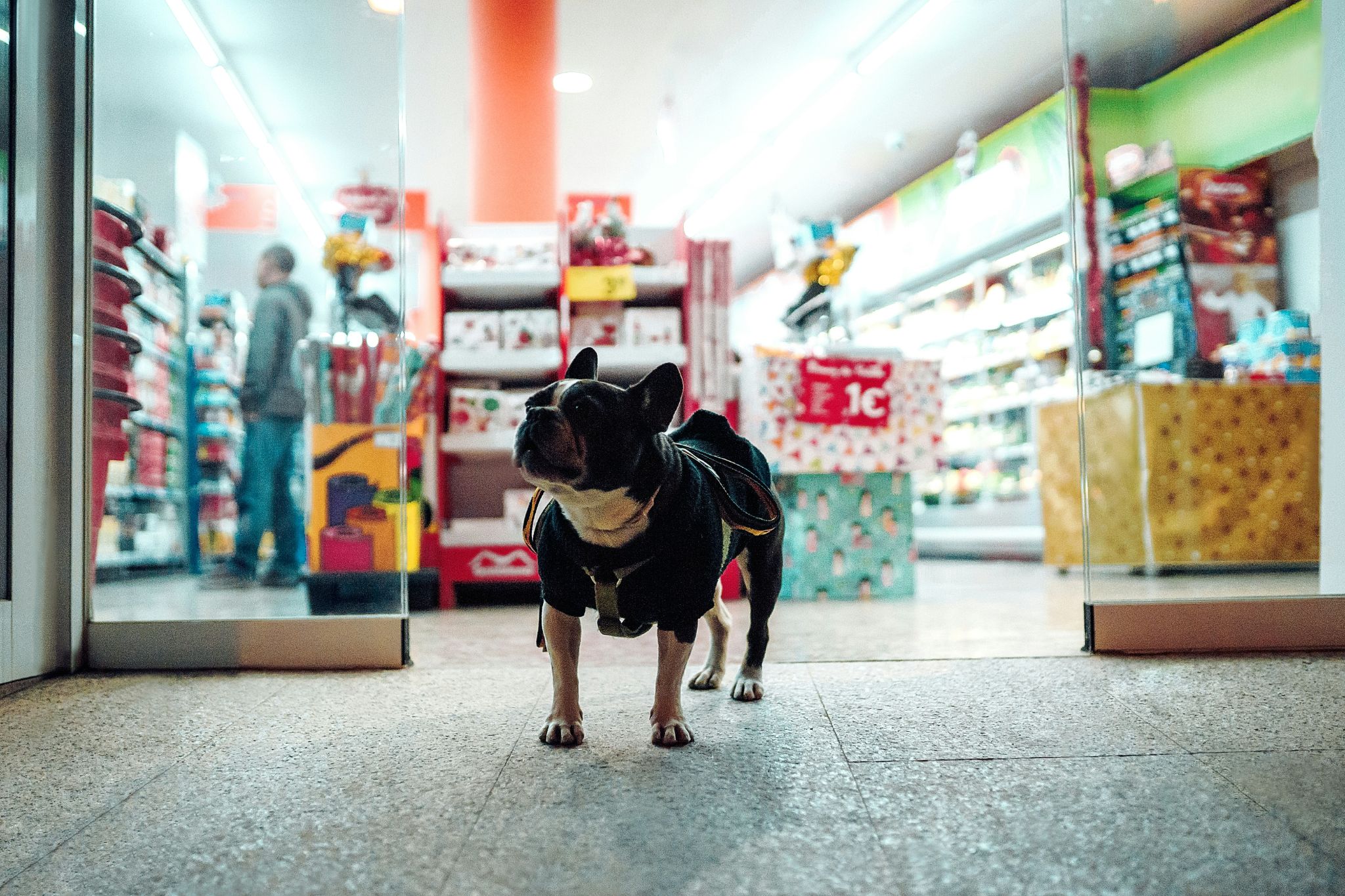 Stop Barking Up the Wrong Tree: Smarter Marketing for Pet Businesses