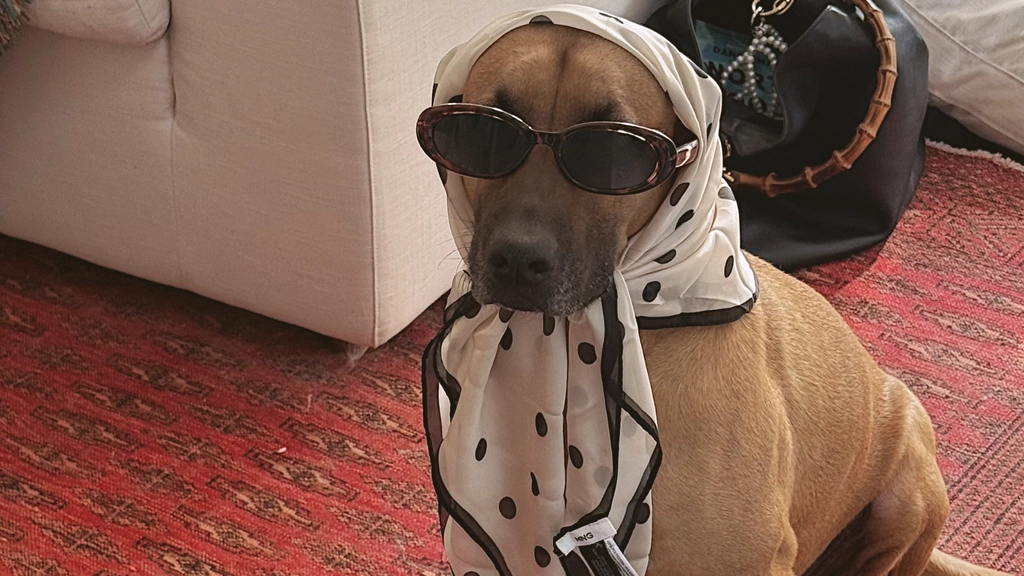 Why Every Pet Brand Needs a Full Funnel Marketing Strategy