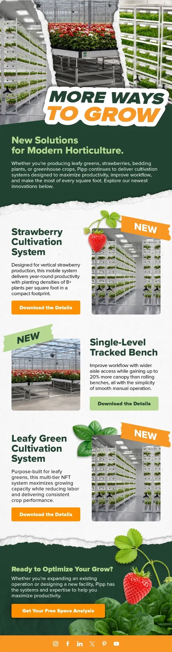 Pipp Horticulture Email Marketing