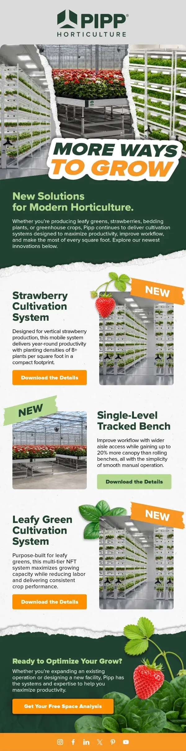 Pipp Horticulture Email Marketing