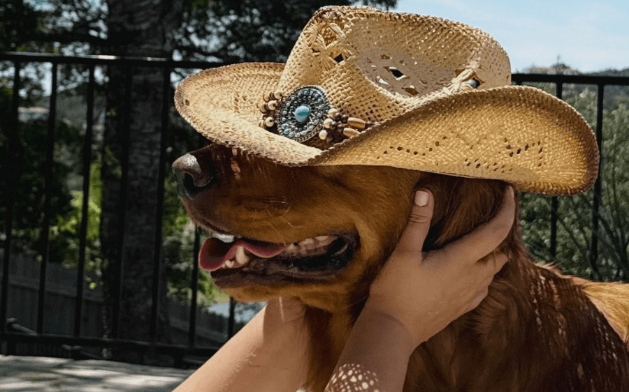 How Pet Brands Can Turn One Winning Campaign Into Months of Content